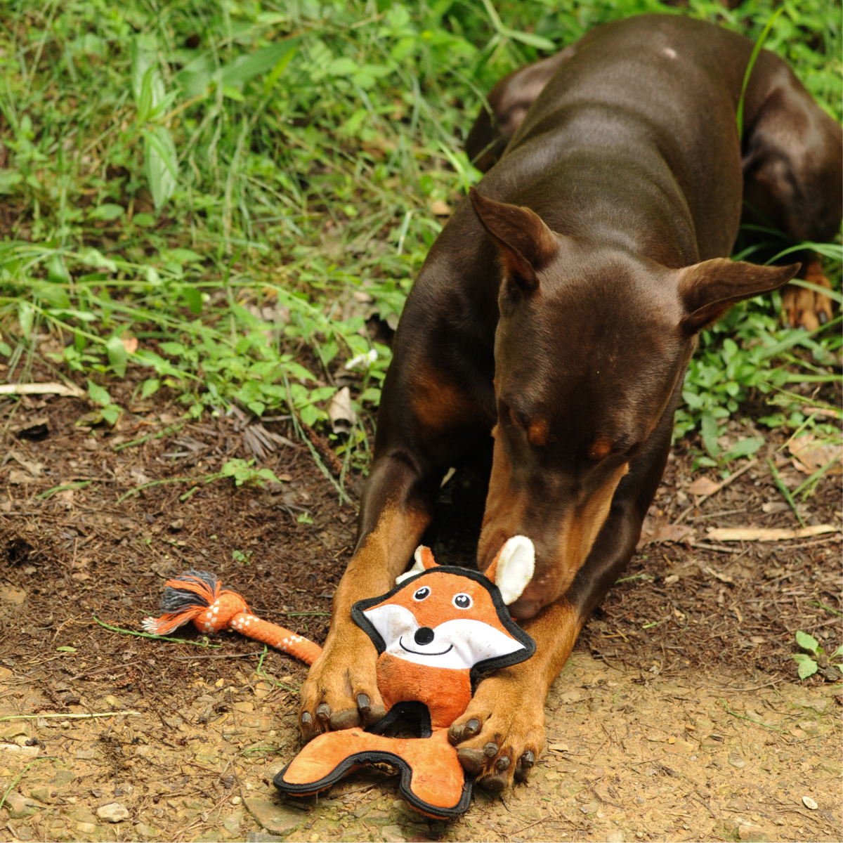 Wild Wonders Durable Plush Dog Toys | Tough Rope & Lining - Petstify