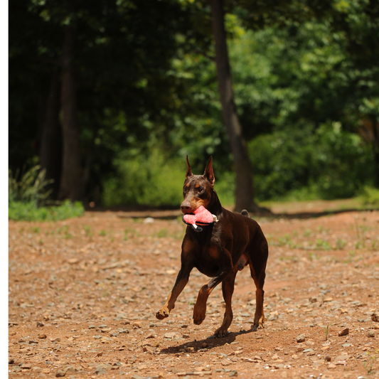 Jungle Plush Dog Toys | Eco-Friendly Alligator, Flamingo & More - Petstify
