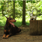 No Hunting Range Plush Animal Toys | Eco-Friendly Wildlife - Petstify