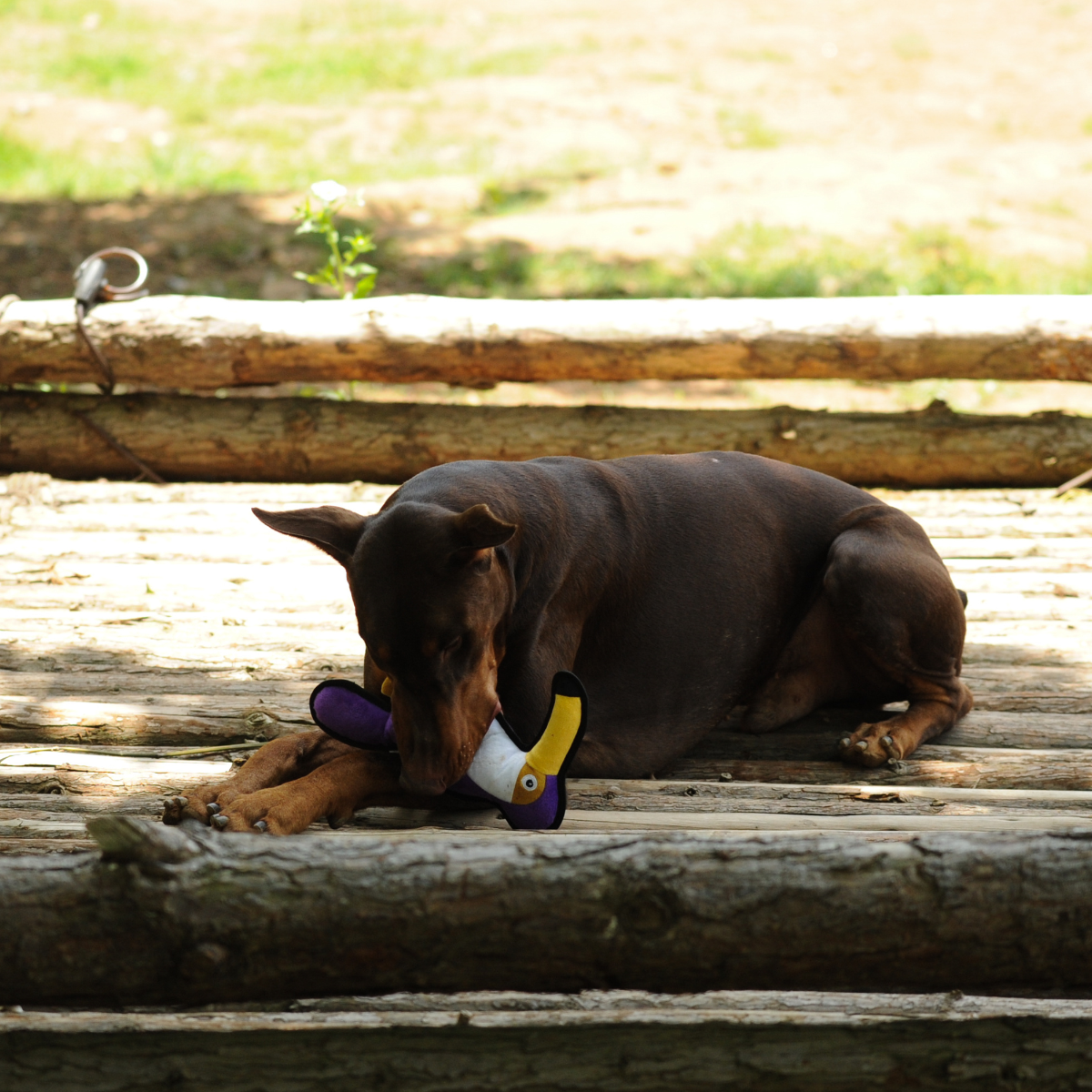Jungle Plush Dog Toys | Eco-Friendly Alligator, Flamingo & More - Petstify