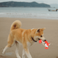 Akita dog happily carrying the Petstify EcoPlay Fox Rope Frisbee on a sandy beach.