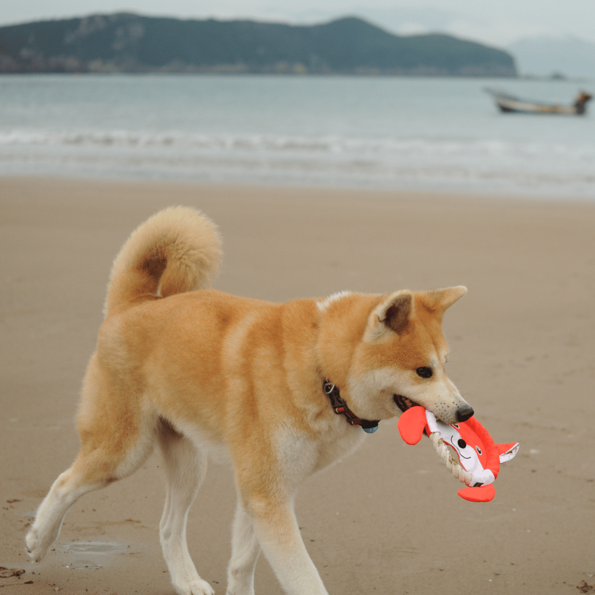 Akita dog happily carrying the Petstify EcoPlay Fox Rope Frisbee on a sandy beach.