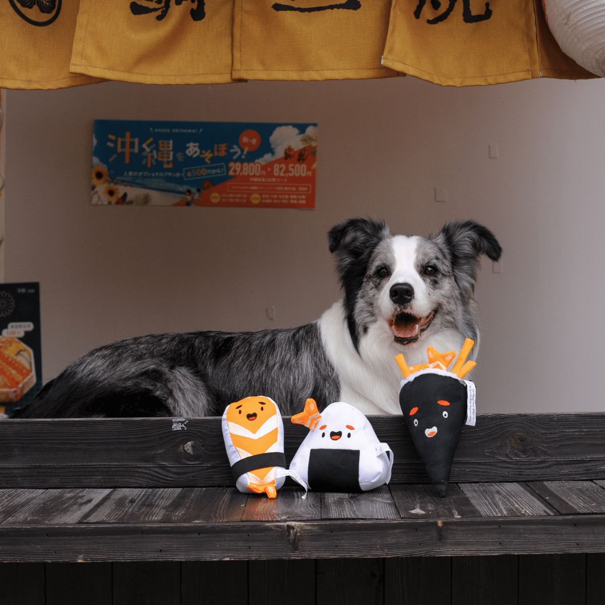 A Border Collie dog posing at a Japanese food stall with the full set of Petstify I Love Sushi plush toys.
