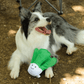 Happy Border Collie dog lying down with its Petstify I Love Vegetables Cabbage plush toy.