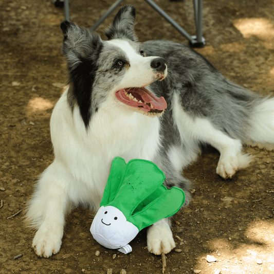 Happy Border Collie dog lying down with its Petstify I Love Vegetables Cabbage plush toy.