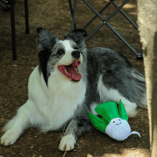A happy black and white dog cuddling with its Petstify I Love Vegetables Cabbage plush toy.
