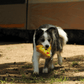 A Border Collie dog walking outdoors proudly carrying the Petstify Fast Food Pizza plush toy.