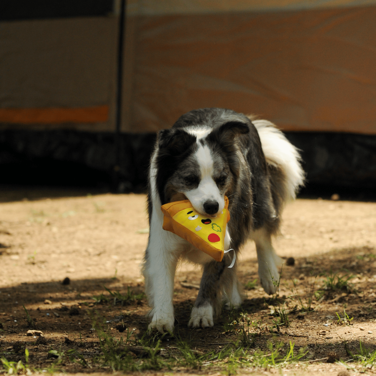 A Border Collie dog walking outdoors proudly carrying the Petstify Fast Food Pizza plush toy.