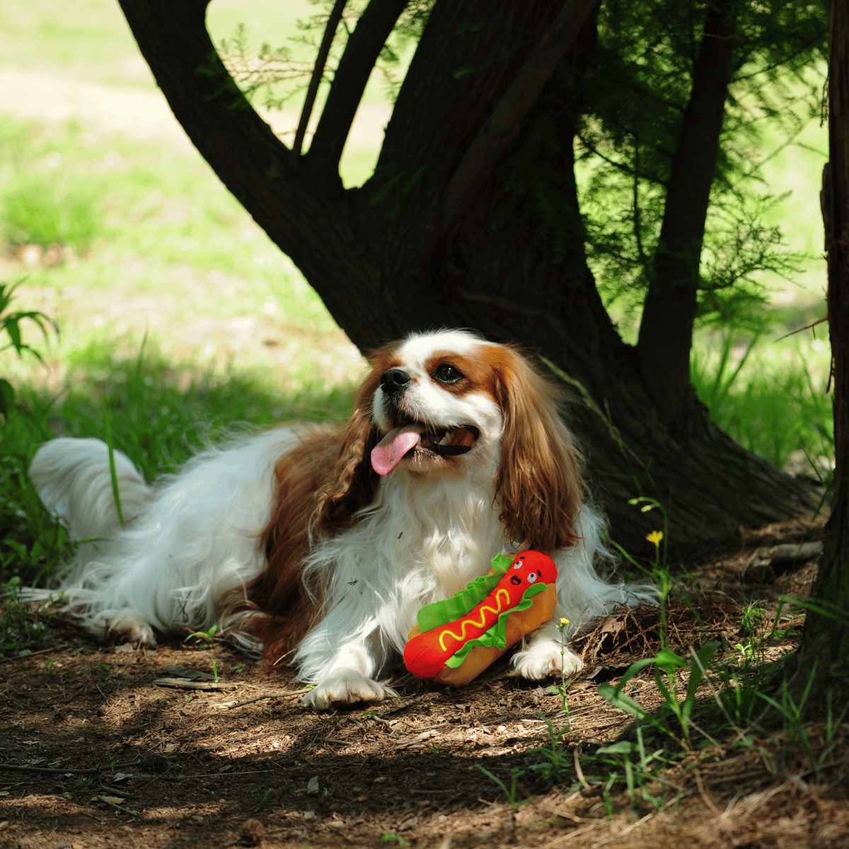 A cute Cavalier King Charles Spaniel lying in the shade with its Petstify Fast Food Hotdog plush toy.