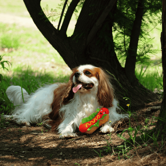A cute Cavalier King Charles Spaniel lying in the shade with its Petstify Fast Food Hotdog plush toy.