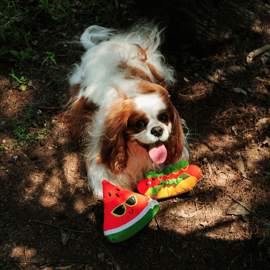 Top-down view of a happy Cavalier dog with its Petstify Hotdog and Watermelon plush toys.