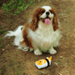 A happy Cavalier King Charles Spaniel sitting outdoors with its Petstify I Love Sushi Nigiri-Zushi plush toy.