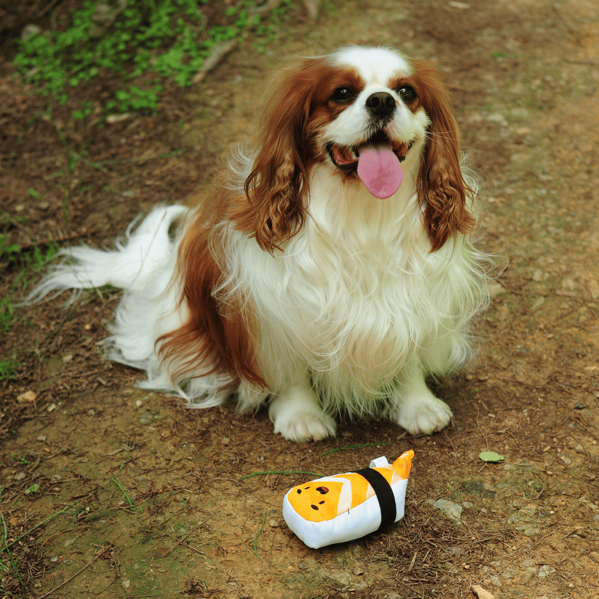 A happy Cavalier King Charles Spaniel sitting outdoors with its Petstify I Love Sushi Nigiri-Zushi plush toy.