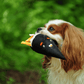 A Cavalier King Charles Spaniel proudly carrying the Petstify I Love Sushi Te-Maki hand roll toy.
