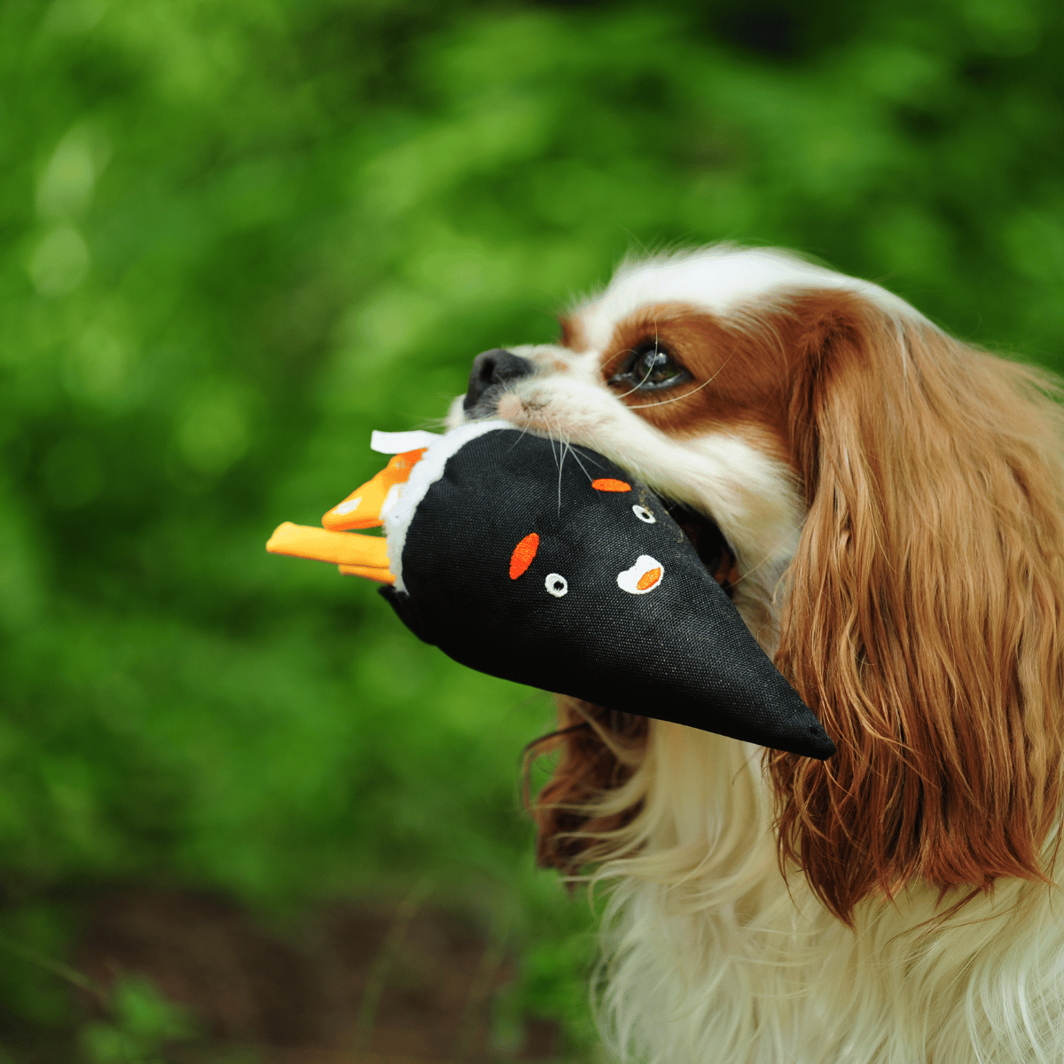 A Cavalier King Charles Spaniel proudly carrying the Petstify I Love Sushi Te-Maki hand roll toy.