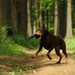 Doberman running on a forest path carrying the Petstify Save Our Seas Shark RPET plush toy