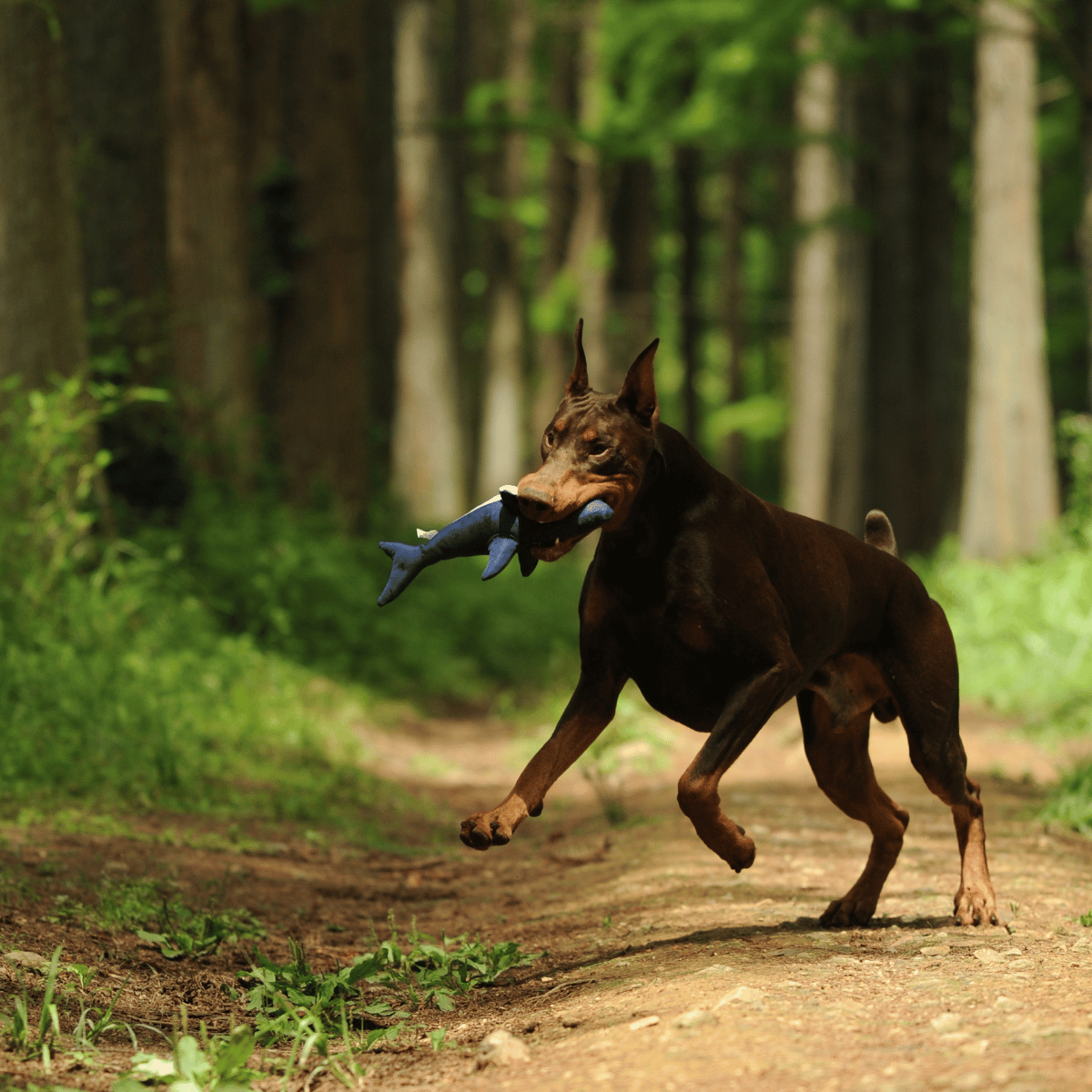 Doberman running on a forest path carrying the Petstify Save Our Seas Shark RPET plush toy