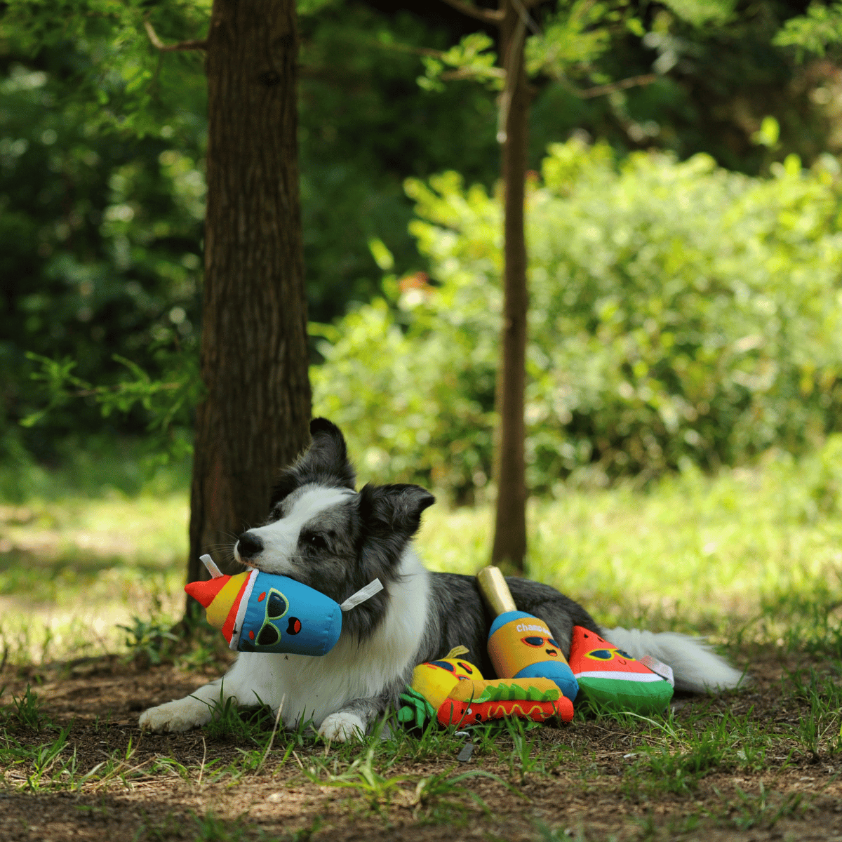 A Border Collie dog resting outdoors while holding the Petstify Summer Party Ice Cream plush toy.