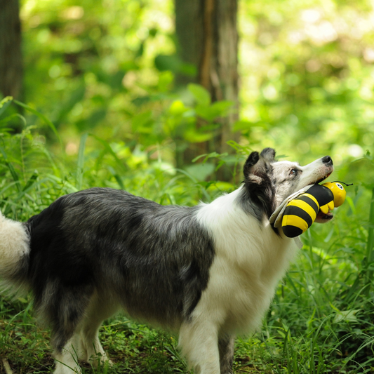 A happy Border Collie dog standing in a green forest while holding the Petstify Bee plush toy.