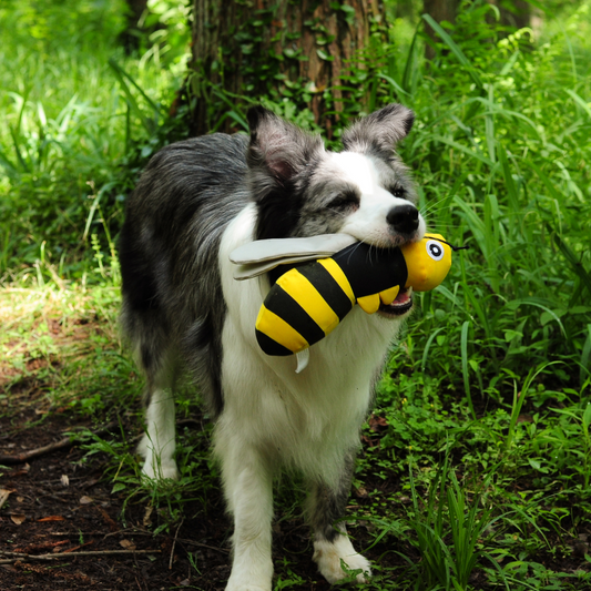 A Border Collie dog holding the yellow and black Petstify Bee squeaky toy in its mouth outdoors.