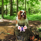 A Cavalier King Charles Spaniel posing in the forest with the Petstify Butterfly plush toy on a tree stump.