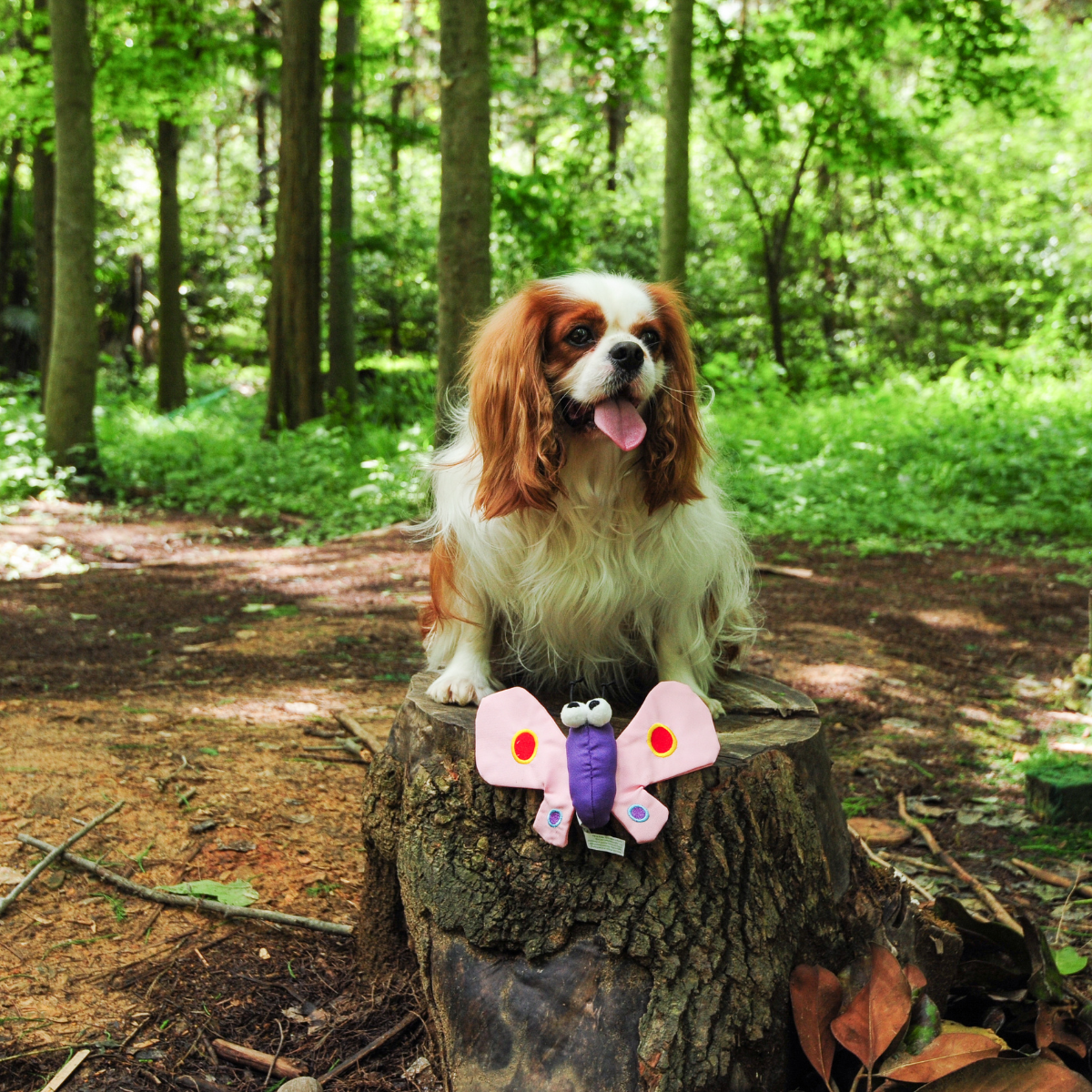 A Cavalier King Charles Spaniel posing in the forest with the Petstify Butterfly plush toy on a tree stump.