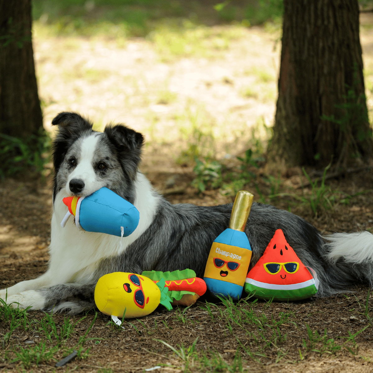 A happy Border Collie dog lying on the grass with the full set of Petstify Summer Party plush toys.