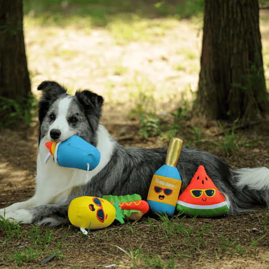 A happy Border Collie dog lying on the grass with the full set of Petstify Summer Party plush toys.