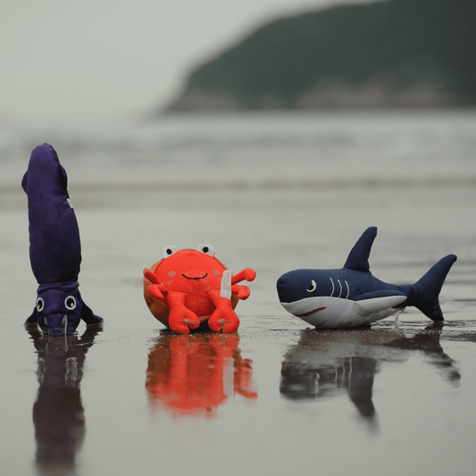 Petstify Save Our Seas collection: Squid, Pagurian Crab, and Shark RPET plush dog toys lined up on a wet sandy beach