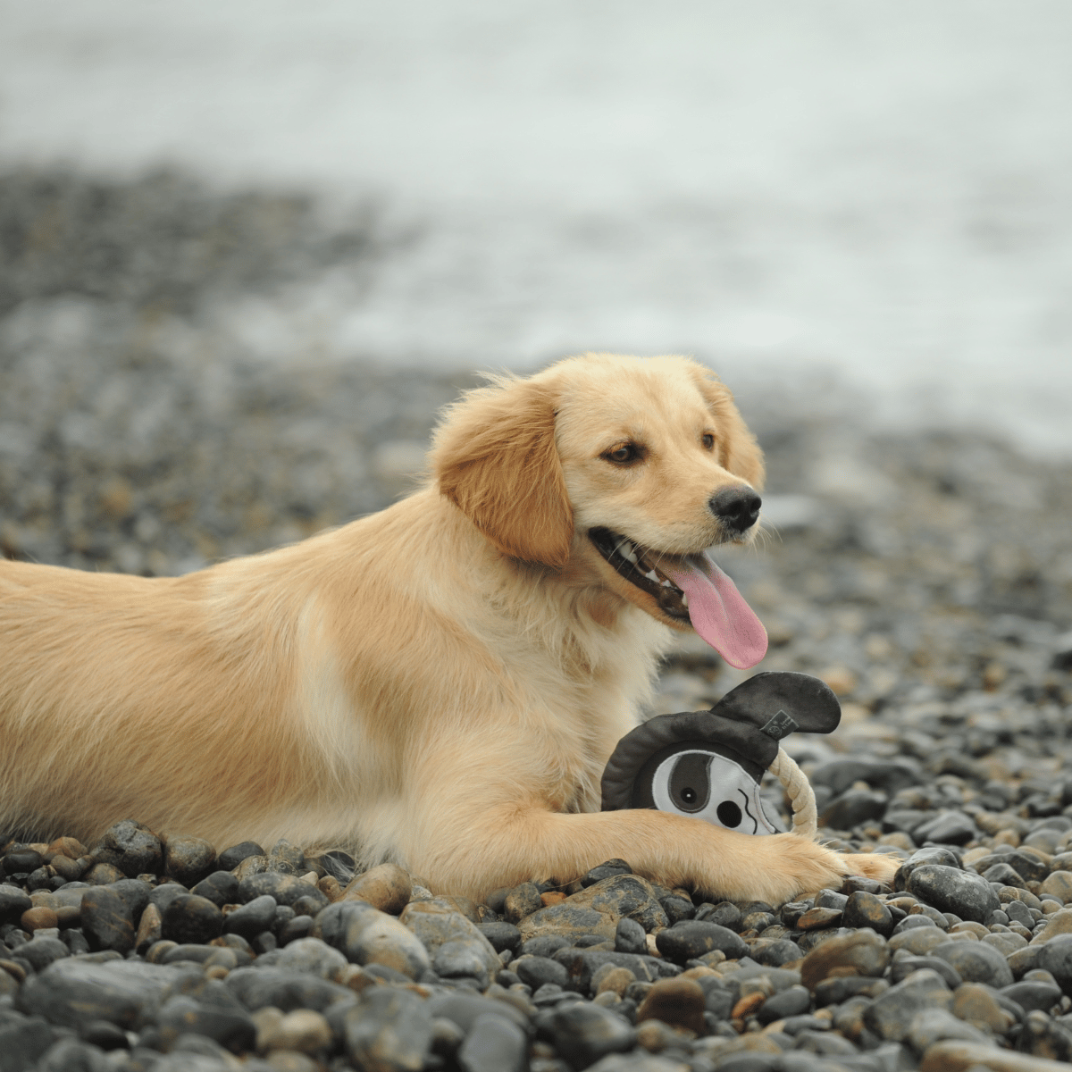 Golden Retriever resting on a pebble beach with its Petstify EcoPlay Sloth Rope Frisbee toy.