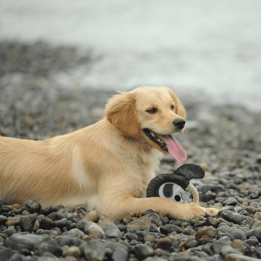 Golden Retriever resting on a pebble beach with its Petstify EcoPlay Sloth Rope Frisbee toy.