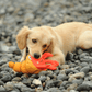 Golden Retriever puppy resting on a pebble beach with the Petstify Save Our Seas Pagurian crab RPET toy