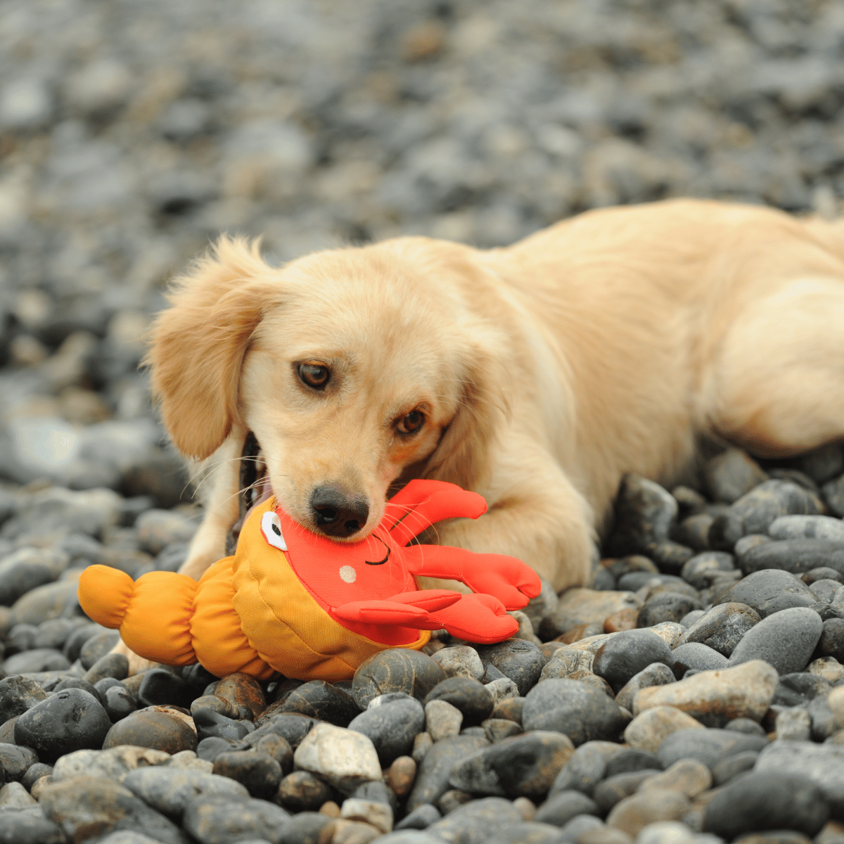 Golden Retriever puppy resting on a pebble beach with the Petstify Save Our Seas Pagurian crab RPET toy