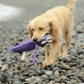 Golden Retriever walking on a pebble beach carrying the purple Petstify Save Our Seas Squid RPET toy