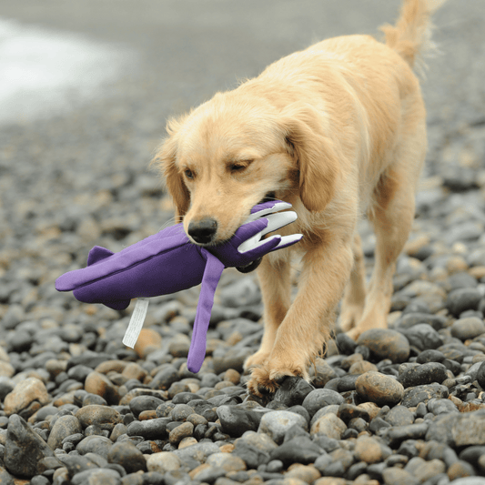 Golden Retriever walking on a pebble beach carrying the purple Petstify Save Our Seas Squid RPET toy