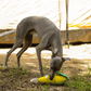 Greyhound playing with the Petstify I Love Vegetables Corn plush squeaky toy outdoors.