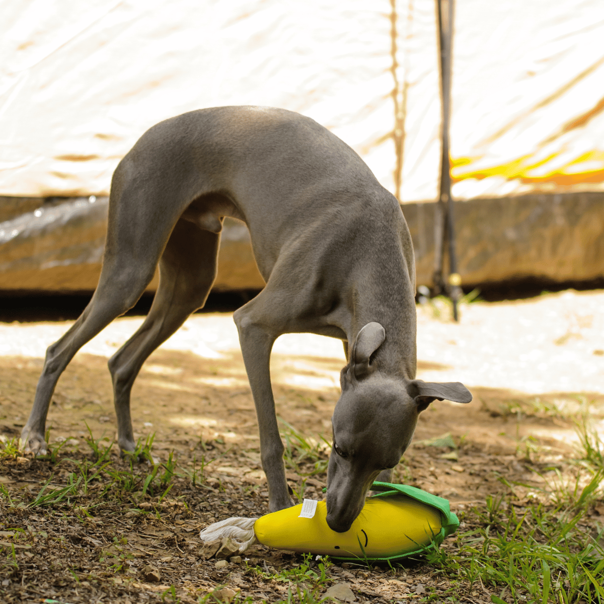Greyhound playing with the Petstify I Love Vegetables Corn plush squeaky toy outdoors.