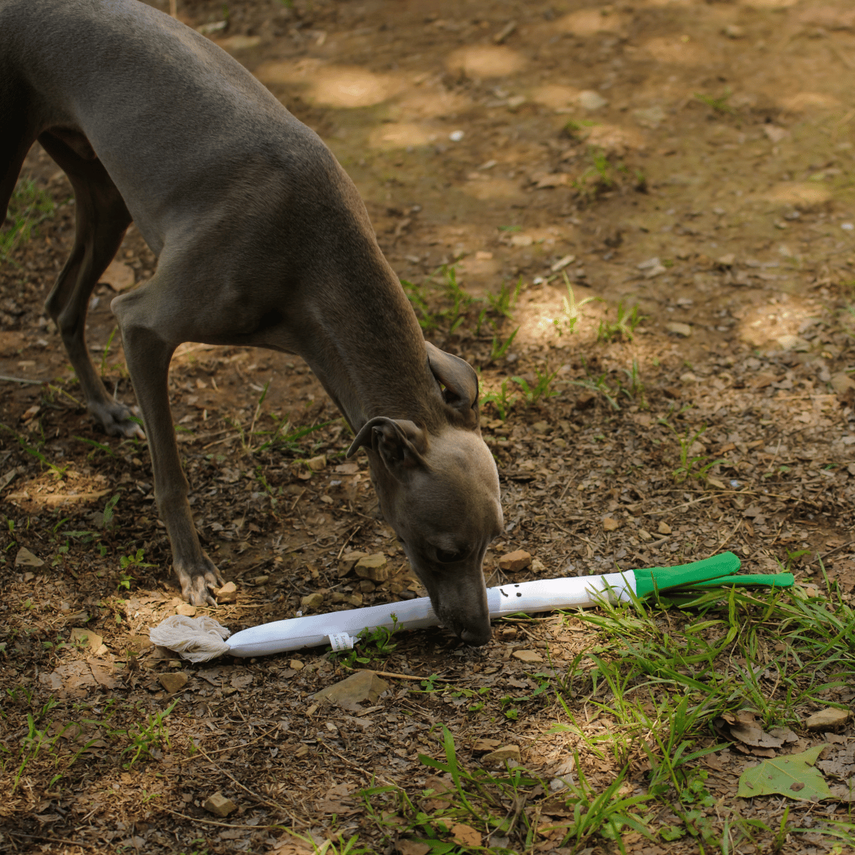 Greyhound sniffing the Petstify I Love Vegetables Onion plush dog toy on the ground.