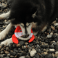 Husky dog sniffing the Petstify EcoPlay Fox Rope Frisbee on a pebble beach.