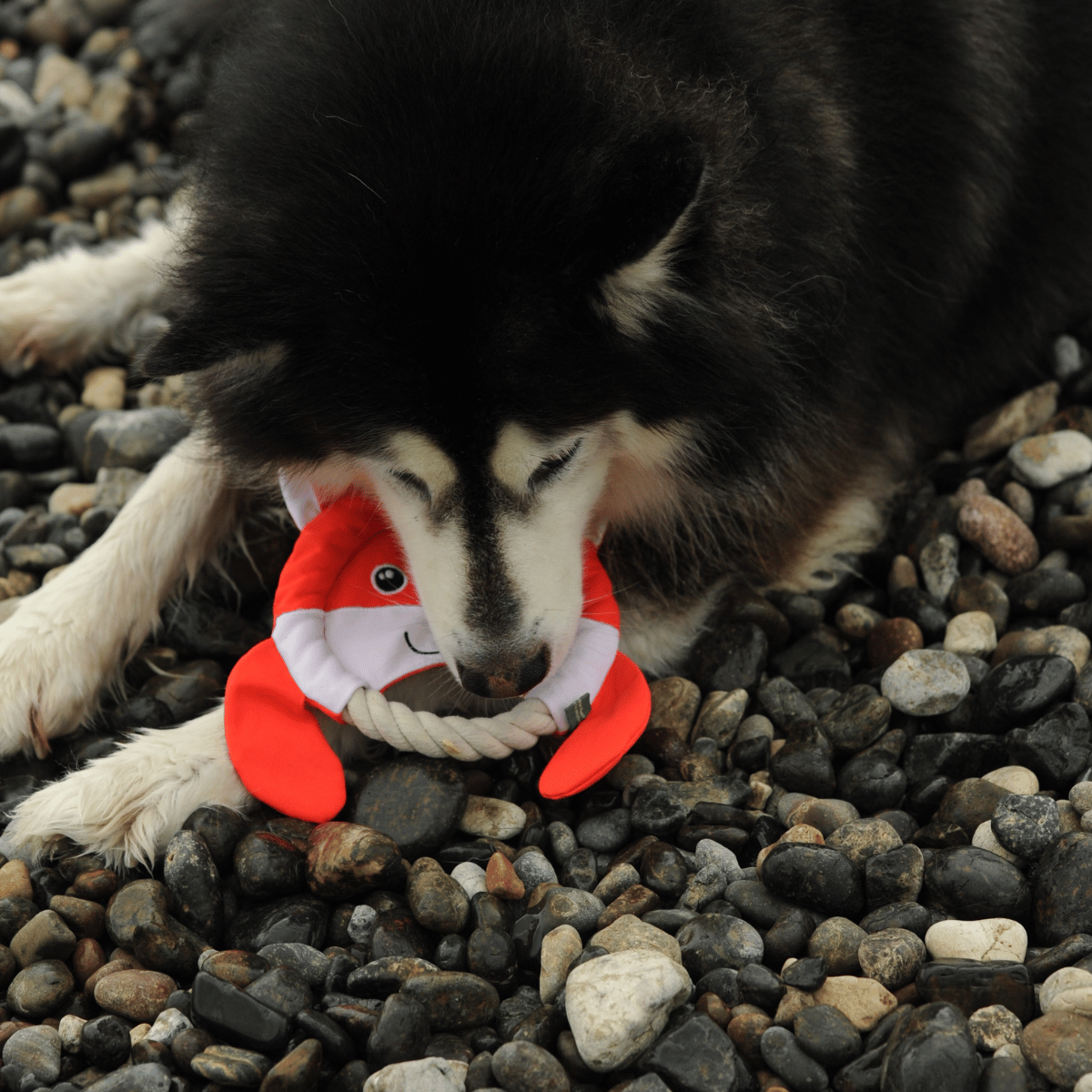 Husky dog sniffing the Petstify EcoPlay Fox Rope Frisbee on a pebble beach.