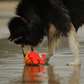 Husky dog playing with Petstify Save Our Seas Pagurian crab RPET toy on a wet sandy beach.