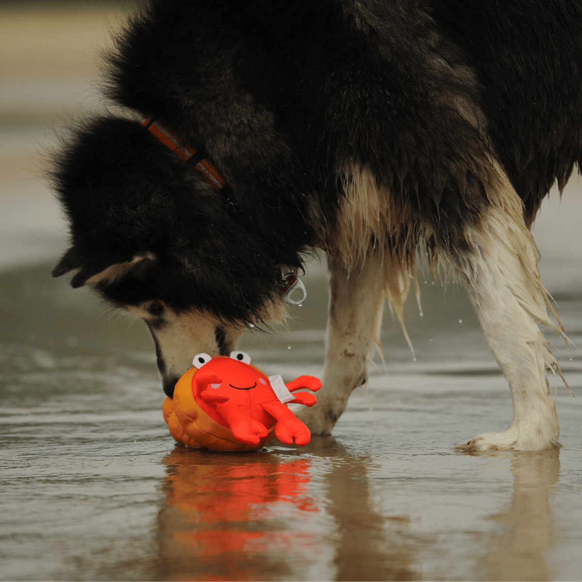 Husky dog playing with Petstify Save Our Seas Pagurian crab RPET toy on a wet sandy beach.