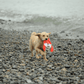 Small light brown dog joyfully running on a pebble beach with a Petstify EcoPlay Fox Rope Frisbee.