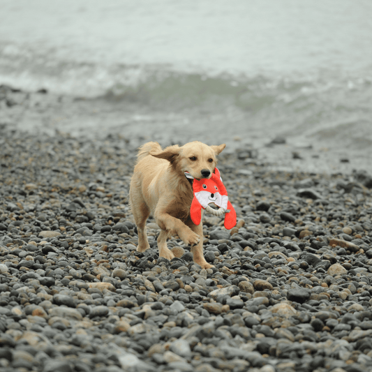 Small light brown dog joyfully running on a pebble beach with a Petstify EcoPlay Fox Rope Frisbee.